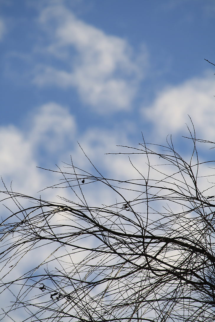 Sky, branches, nuages
