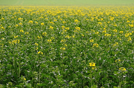 field of rapeseeds, yellow, plant, blossom, bloom, landscape, field