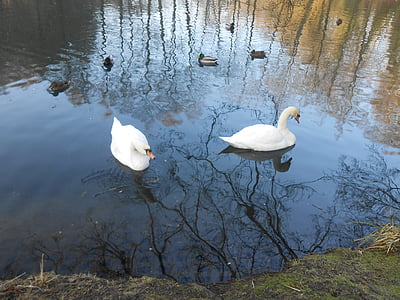 Swan, svanar, vatten fågel, fågel, naturen, djur, sjön