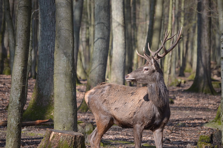 Red deer, Hirsch, cartilage de wapiti pur, sauvage, Forest, nature, cerf