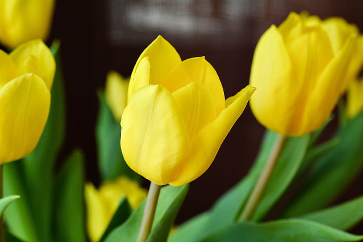 tulipány, květiny, žlutá, žluté květy, schnittblume, Jarní květina, Zavřít