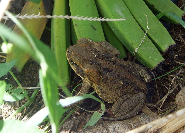ropucha, žába, Austrálie, obojživelníci, zvířata