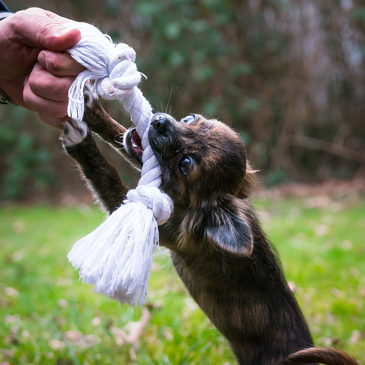 Chihuahua, musca, coarda, câine, catelus, Baby, Jucarii