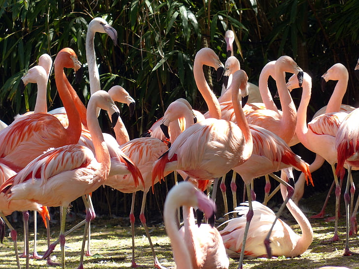 flamingai, paukščiai, rožinė, paukštis, Didysis flamingas, plunksnos, flamingas