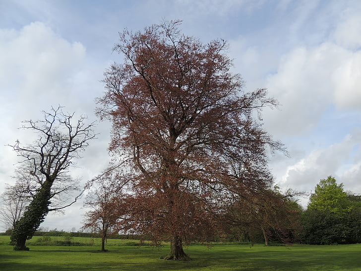 tree, nature, green, landscape, natural, season, outdoor