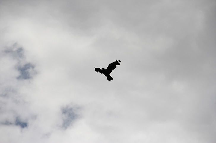 vrana, Havran, vták, Sky, silueta, čierna, krídlo