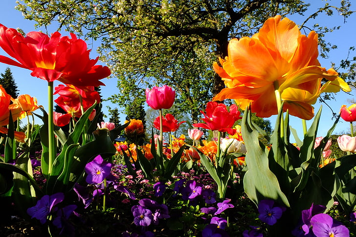 tulipán, virágok, Tulip tenger, Tengernyi virággal, blütenmeer, sárga, tavaszi