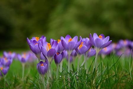 Krokus, Frühlingsblumen, Frühlingsanfang, Frühling, früh blühende Pflanze, lila Blume, Wiese