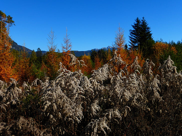 rudenį, lapai, miško, miško paklotę, rudenį lapija, Auksinis ruduo, rudens spalvos