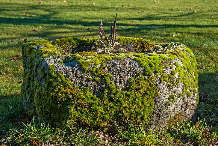 lichen, moss, stone, grass, nature, plant, outdoor