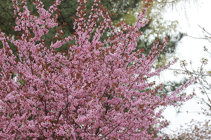 вишни в цвету., Цветение персика, пикник, Вудс, Природа, розовый цвет, цветок