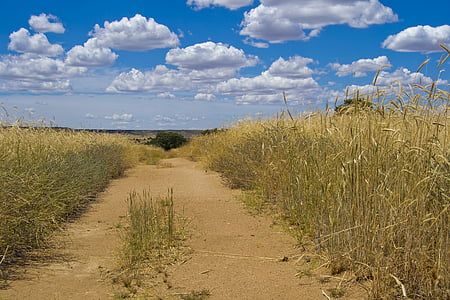 path, field, mountain road