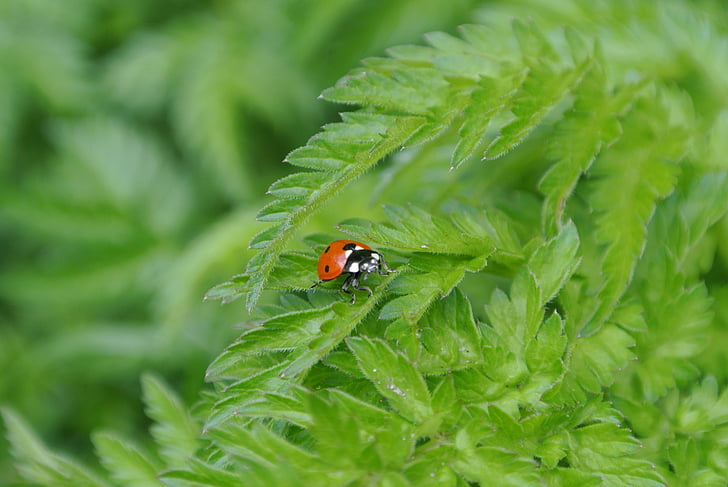 Ladybug, anlegget, insekt, natur, flaks