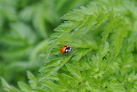 ladybug, plant, insect, nature, luck