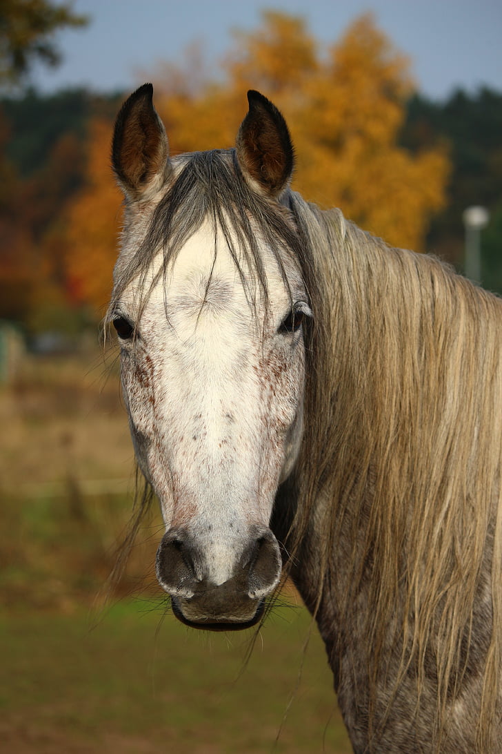 paard, schimmel, volbloed Arabische, herfst, Mane, hoofd van het paard, grasland