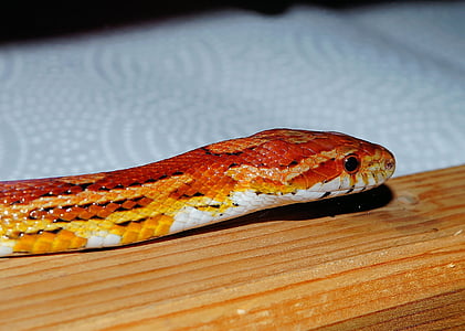 serpiente de maíz, serpiente, naranja, reptil, escala, Terraristik, criatura