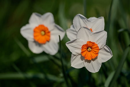påskeliljer, Narcissus, påskelilje, våren, blomst, blomster, petal