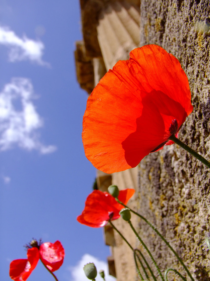 poppy, flower, red, temple, sicily, ancient, architecture