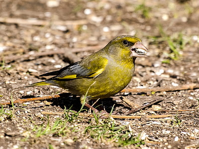 greenfinch, fink, bird, garden bird, songbird, nature, animal