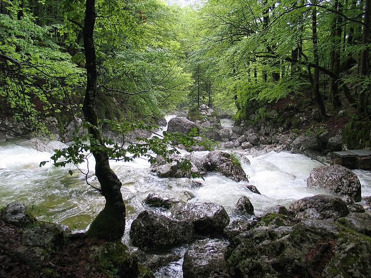 white water, river, bach, rapids, forest, sava bohinjka, slovenia
