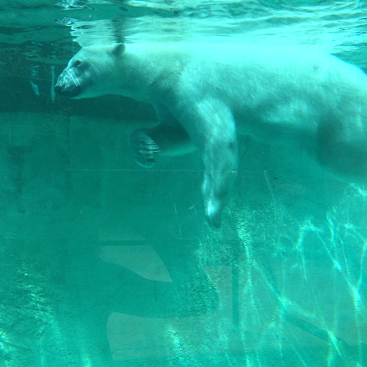 urso polar, jardim zoológico, tanque, polar, urso, animal, Branco