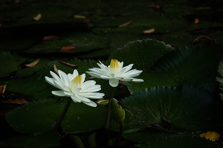 plant, blossom, nature, water Lily, pond, flower, petal