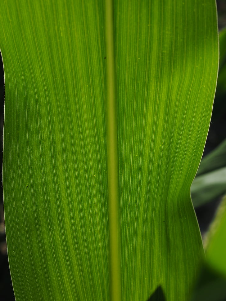 corn leaf, detail, leaf veins, corn, green, macro, close