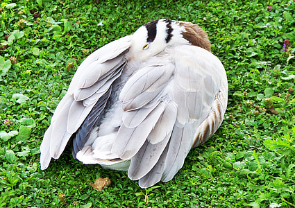 bar-headed goose, gås, anser indicus, grå-vita fjädrar, webben fötter, Asiatiska gås, sover