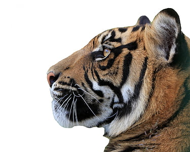 tiger, head, face, profile, close-up, beautiful, isolated