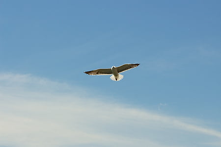 飞行, 白色, 短, 喙, 鸟, 天空, 海鸥