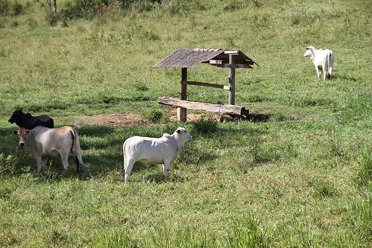 едър рогат добитък, roça, поле, животните, Boi, крава, ферма