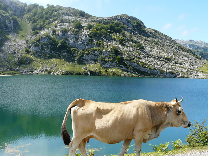 Cow, landskap, sjön