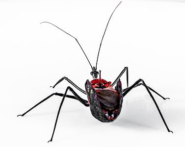 escarabat, insecte, aràcnid, exòtiques, tancar, negre, cap de color vermell