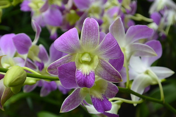 orhideje, Singapur, botanični vrt, narave, rastlin, cvet, vijolična