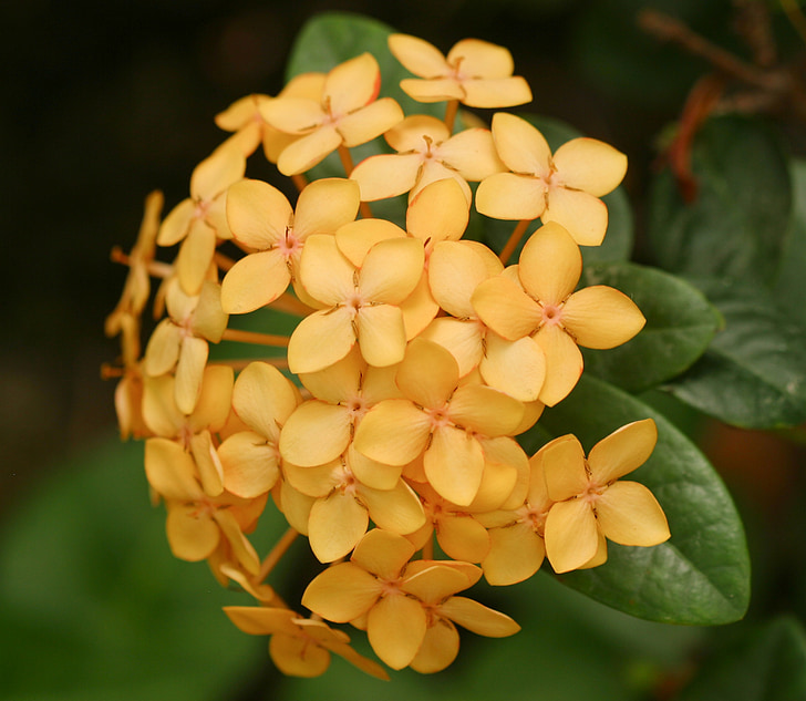 Gerani de Selva, flor, posta de sol de Maui, tropical, flor, flor, planta