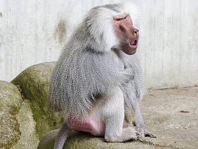 khỉ đầu chó Hamadryas, con khỉ, khỉ đầu chó, Ape, papio hamadryas, Nam Đông Phi, động vật