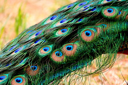jurk lente, Peacock, veer, trots, verenkleed, vogel, Pauwenveren