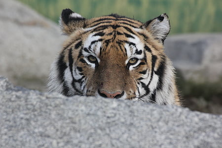 Tigre, animal, détente, reste, coup d’oeil