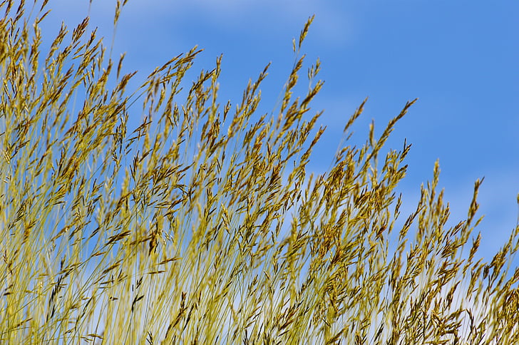 Himmel, Blau, Wolken, Grass, Natur, bewölkt, Himmelblau