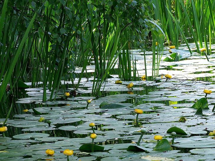 water flowers, aquatic plant, water lily, pond, plant, blossom, bloom