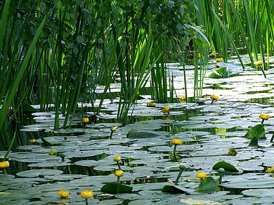 water flowers, aquatic plant, water lily, pond, plant, blossom, bloom