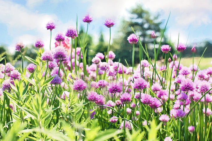 ciboulette, Bloom, Purple, fleurs, Herb, jardin, plante