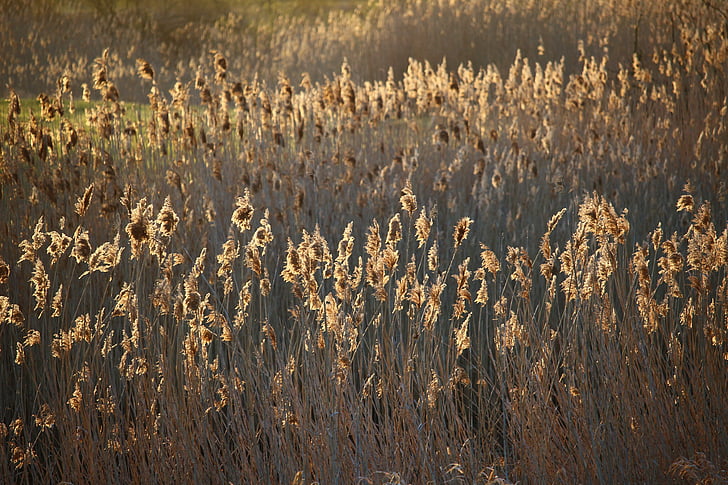 reed, sunlight, morning light, lake, water, bank, elbe
