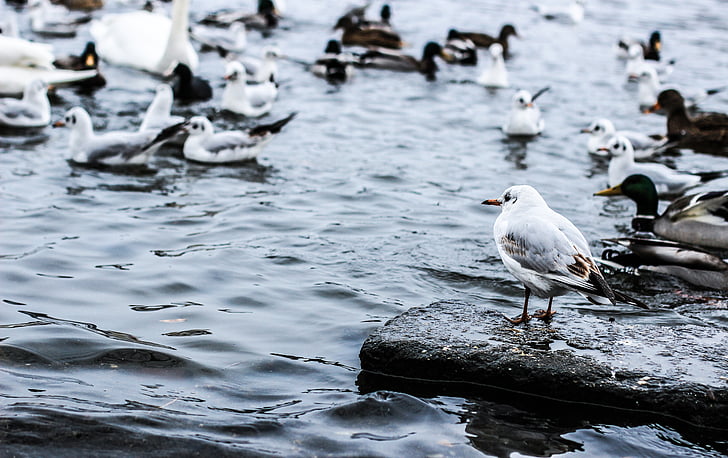 birds, gulls, river, lake, feed, water, bird
