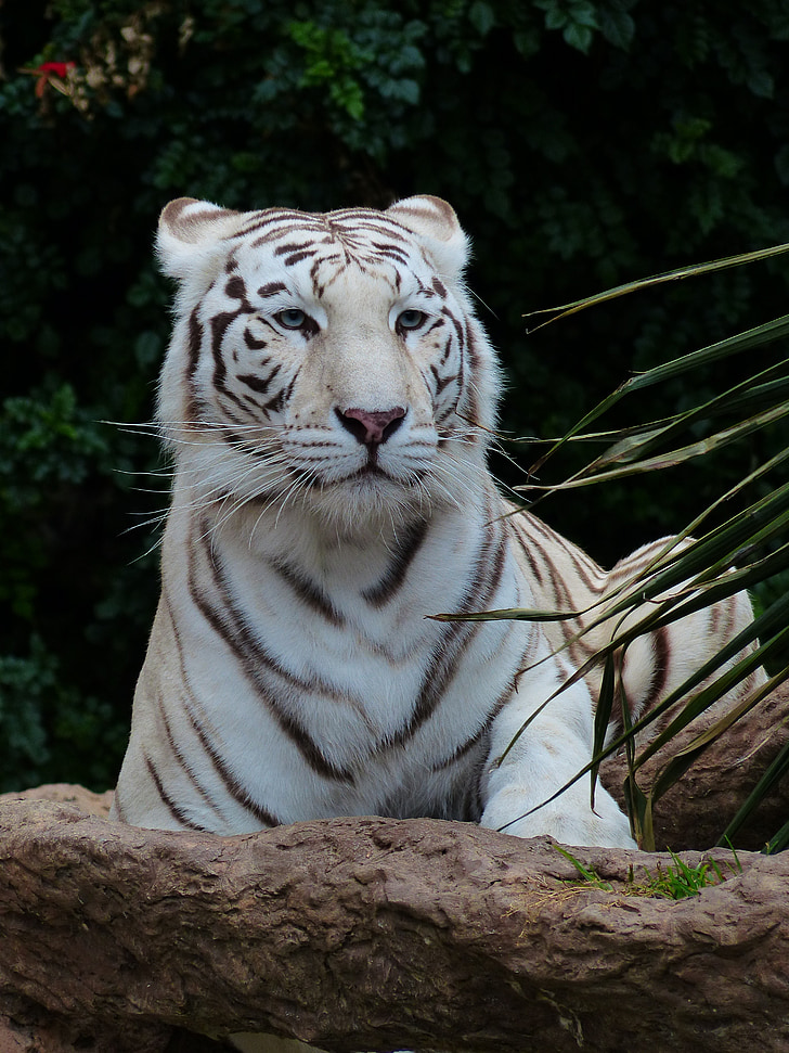 white bengal tiger, tiger, predator, cat, dangerous, wildcat, big cat