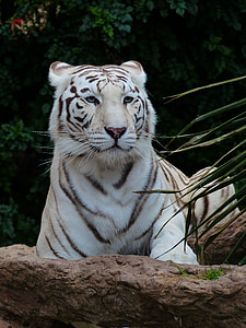 putih harimau bengal, Harimau, Predator, kucing, berbahaya, kucing liar, kucing besar