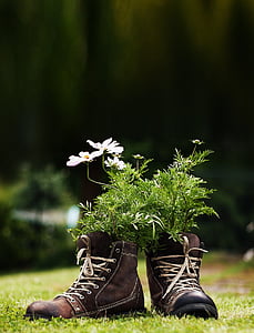 gėlės, batai, pieva, sodas, Deko, batų, įkrovos