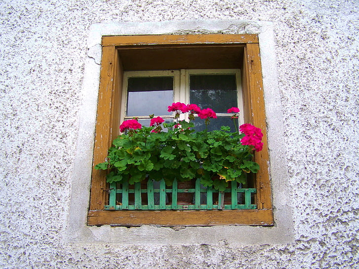 senas langas, pelargonija senas langas, senas namas, gėlės