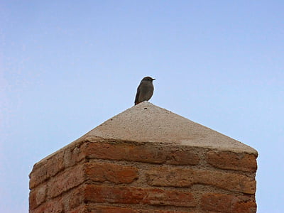pájaro, pedestal, Mirador