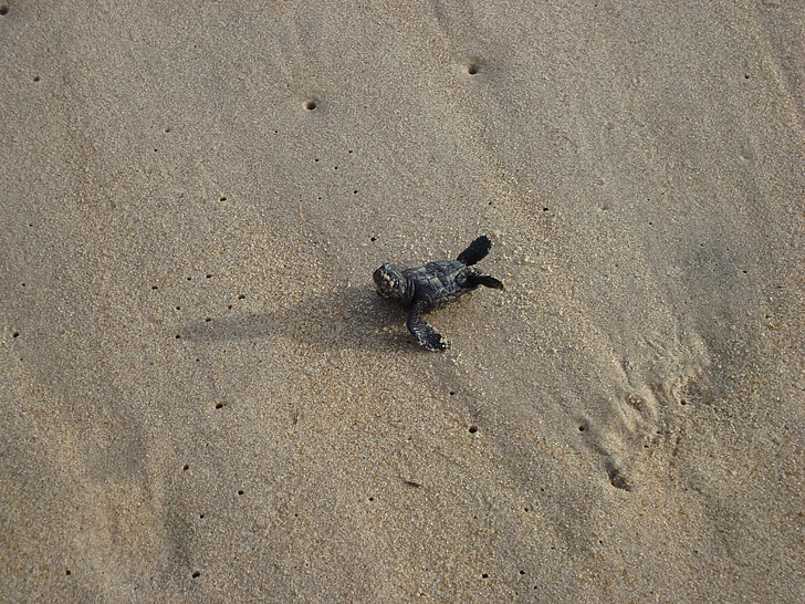 turtle, baby, sand